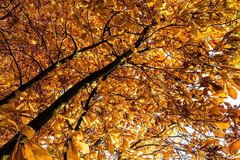 Orange and golden-brown autumn leaves filling a tree canopy above dark branches.