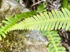 A bright green fern frond with repeated leaflets above a woodland floor.