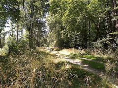 A narrow woodland path winding between leafy trees and low vegetation.