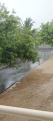 A wet rural lane bordered by trees during rainfall.