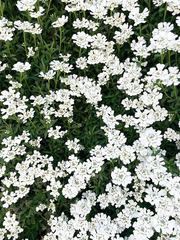 A dense cluster of small white flowers among green leaves.