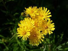 A cluster of bright yellow flowers against dark green foliage.